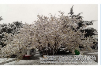 [宿迁日报]1888855百年腊梅傲霜盛开